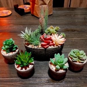 Artificial succulent set